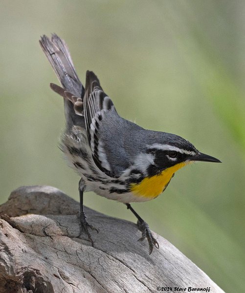 _B237485 yellow-throated warbler.jpg